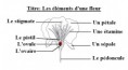 /album/galerie-de-photos-la-formation-des-graines-/elements-dune-fleur-jpg/